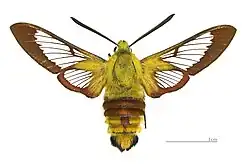 Hemaris fuciformis Glasvleugelpijlstaart