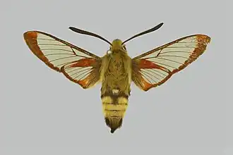 Hemaris thetis