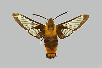 Hemaris staudingeri