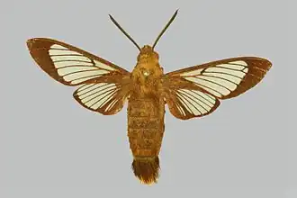 Hemaris venata