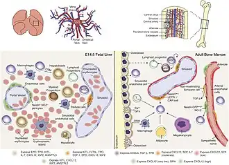 Hematopoëtische stamcellen bij een E14,5 dagen oud muizenembryo en beenmergstamcellen