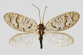 Hemerobius atrifrons
