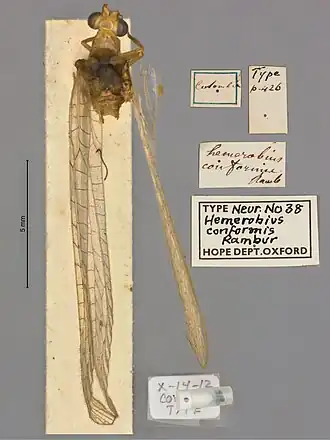 Ceraeochrysa conformis