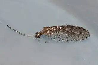 Hemerobius discretus