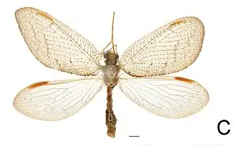 Hemerobius exoterus