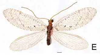 Hemerobius japonicus
