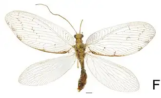 Hemerobius marginatus