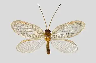 Hemerobius nitidulus