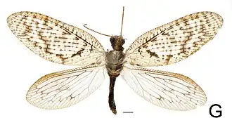 Hemerobius subtriangulus