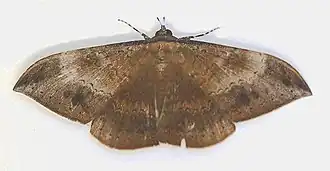 Hemeroblemma opigena