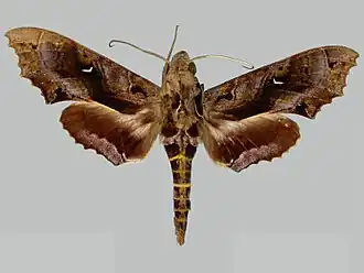 Hemeroplanes diffusa