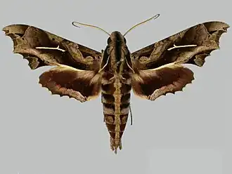 Hemeroplanes longistriga