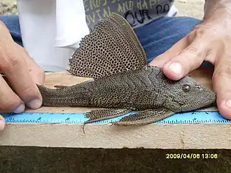 Hemiancistrus wilsoni