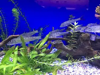 Hemibarbus maculatus