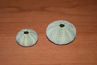 Hemicentrotus pulcherrimus