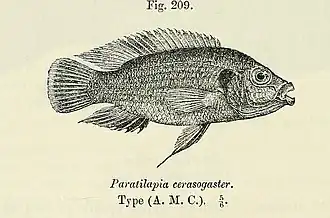Hemichromis cerasogaster