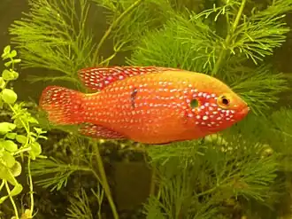 Hemichromis lifalili