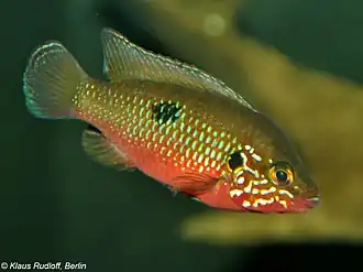 Hemichromis stellifer