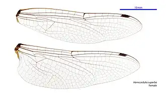 Hemicordulia superba