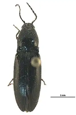Hemicrepidius oblongus