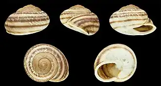 Hemicycla consobrina