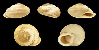 Hemicycla incisogranulata