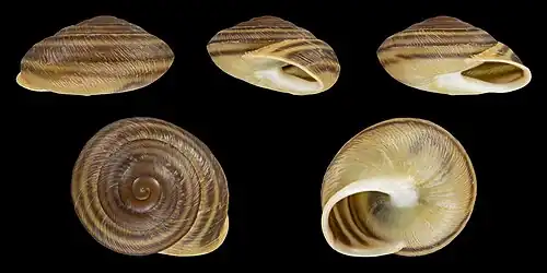 Hemicycla quadricincta subaucta