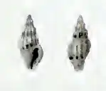 Hemicythara octangulata