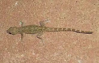Hemidactylus garnotii