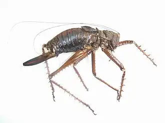 Hemideina crassidens