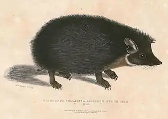 Hemiechinus collaris