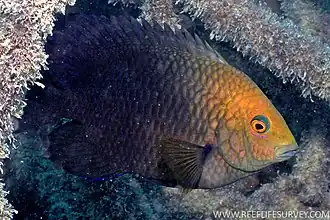 Hemiglyphidodon plagiometopon