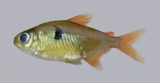 Hemigrammus arua