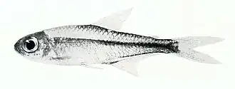 Hemigrammus orthus