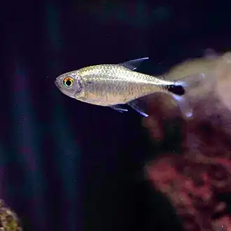 Goudtetra