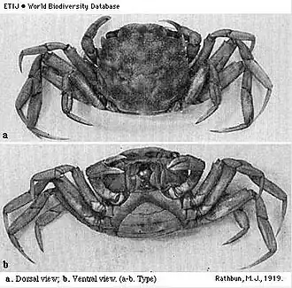 Hemigrapsus longitarsis