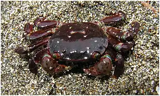 Hemigrapsus nudus