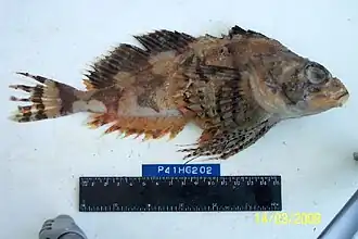 Hemilepidotus gilberti