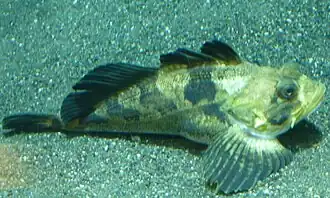 Hemilepidotus jordani