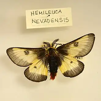 Hemileuca nevadensis