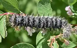 Rups van Hemileuca nuttalli