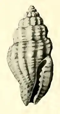 Hemilienardia homochroa