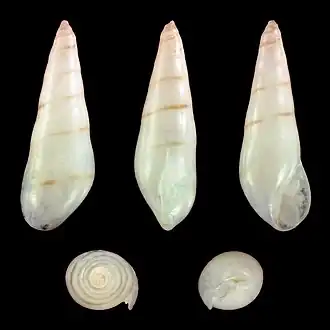 Hemiliostraca metcalfei