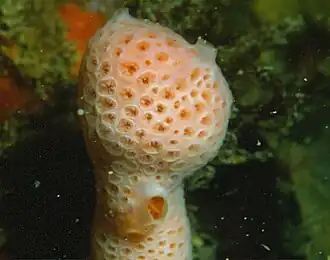 Hemimycale columella