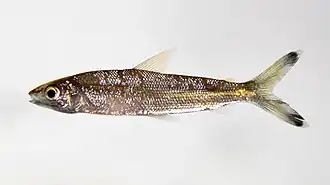 Hemiodus microlepis