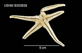 Hemiphormosoma paucispinum