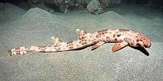 Hemiscyllium halmahera