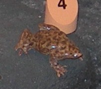 Gemarmerde graafkikker