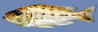 Hemitaeniochromis