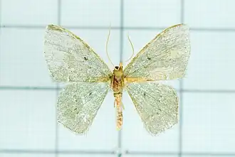 Chlorissa aquamarina